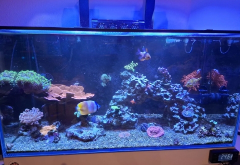 Fische und Korallen aus Meerwasserbecken Auflösung