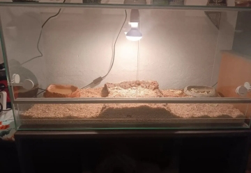 Verkaufe 1 Glasterrarium mit Beleuchtung