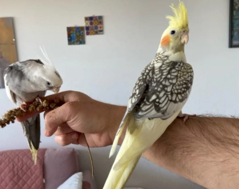 Nymphensittich-Paar mit großem Montana Käfig & viel Zubehör