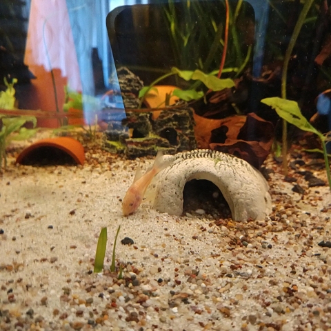 Albino Metall Panzerwels