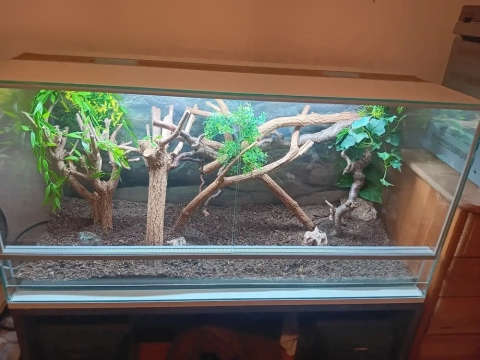 Glasterrarium mit Beleuchtung