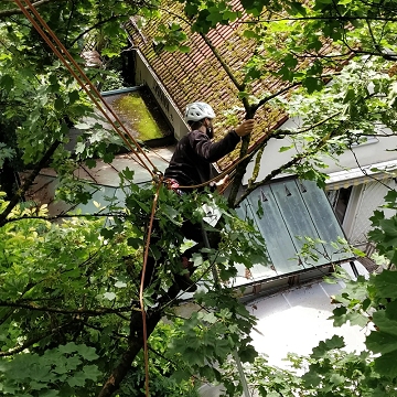 Baumpflege, Baumfällung, Gartenpflege, Baggerarbeiten