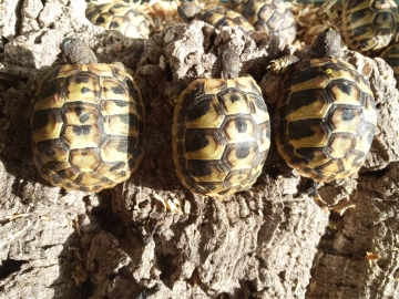 Griechische Landschildkröten zu verkaufen