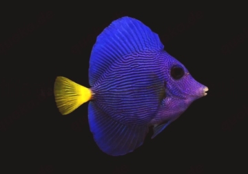 Meerwasser Fische