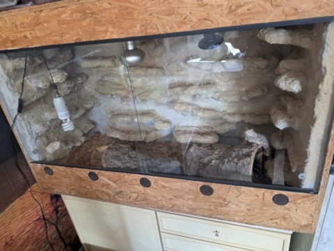 Terrarium mit kompletten Inhalt und Bartagame