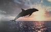 Delfin Bild Leinwanddruck