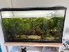 Aquarium mit Fischen Scheibenputzer Schnecken