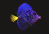 Meerwasser Fische