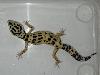 Leopardgecko Bold Jungle Weibchen
