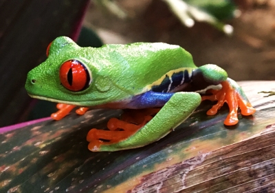 Fotoausstellung Costa Rica