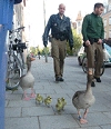 Gänsefamilie auf Abwegen