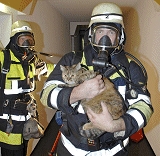 Tigerle aus Flammen gerettet