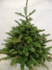 Christbaumverkauf in Laim