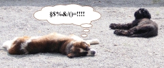 Die Hundesteuer 2011 wird fällig