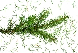 AWM informiert: Wohin mit dem Christbaum?