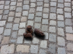 Osterspaziergang mit Hindernissen