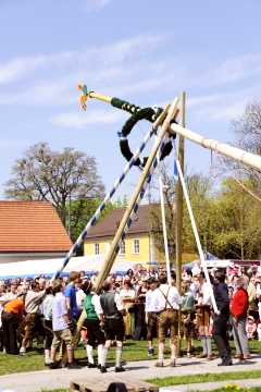 Für einen Maibaum in Laim