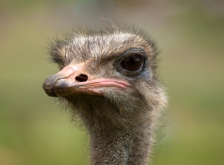 Unbekannte lassen Strauß aus Zirkuswagen frei - dieser wird von Pkw angefahren und tödlich verletzt. Unfallverursacher flüchtet