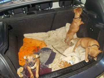 Unerlaubte Einfuhr und Haltung von Kampfhundewelpen