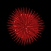 Virus