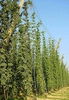 Hallertauer Hopfenwochen