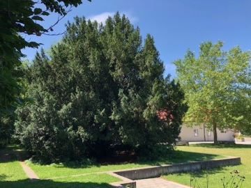 Schönster Baum Laims wird gekürt