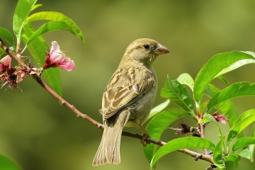 Vogelkonzerte im laim_up Laden
