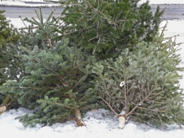 Christbäume richtig entsorgen - Abgabestellen im Überblick