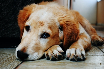 Die Hundesteuer 2023 wird fällig