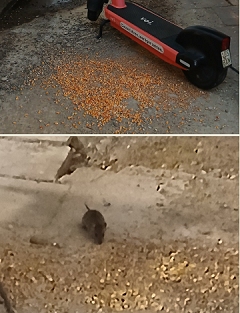 Beharrliches Taubenfüttern in der Laimer Unterführung hat wieder Ratten angelockt! Beharrliches Taubenfüttern in der Laimer Unterführung hat wieder Ratten angelockt!