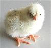 Vogelgrippe