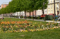 München blüht auf: Aufstellung des Frühjahrflors