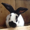 Frohe Ostern!