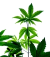 Illegaler Handel mit Marihuana aufgedeckt - drei Festnahmen in Laim